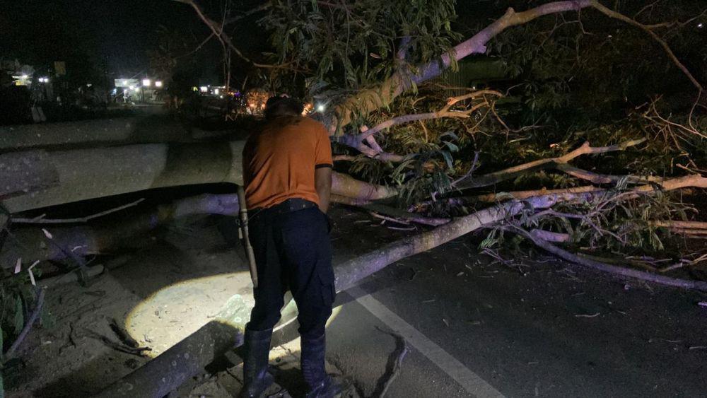 Pohon tumbang yang menimpa pengendara di Bandar Lampung. (IDN Times/istimewa)