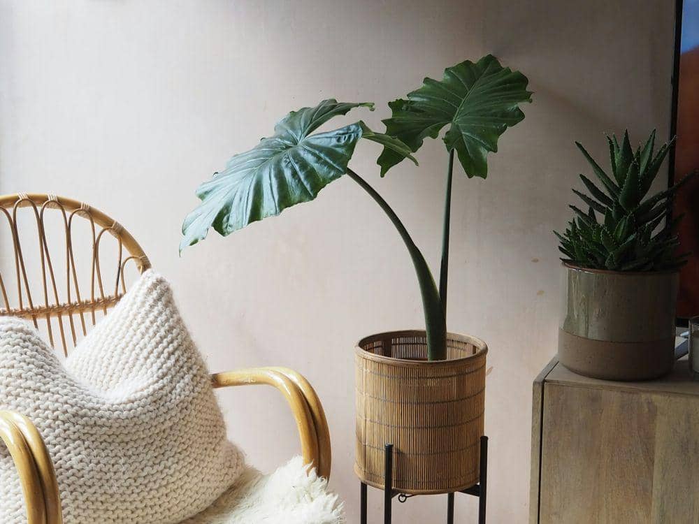 ilustrasi tanaman kuping gajah