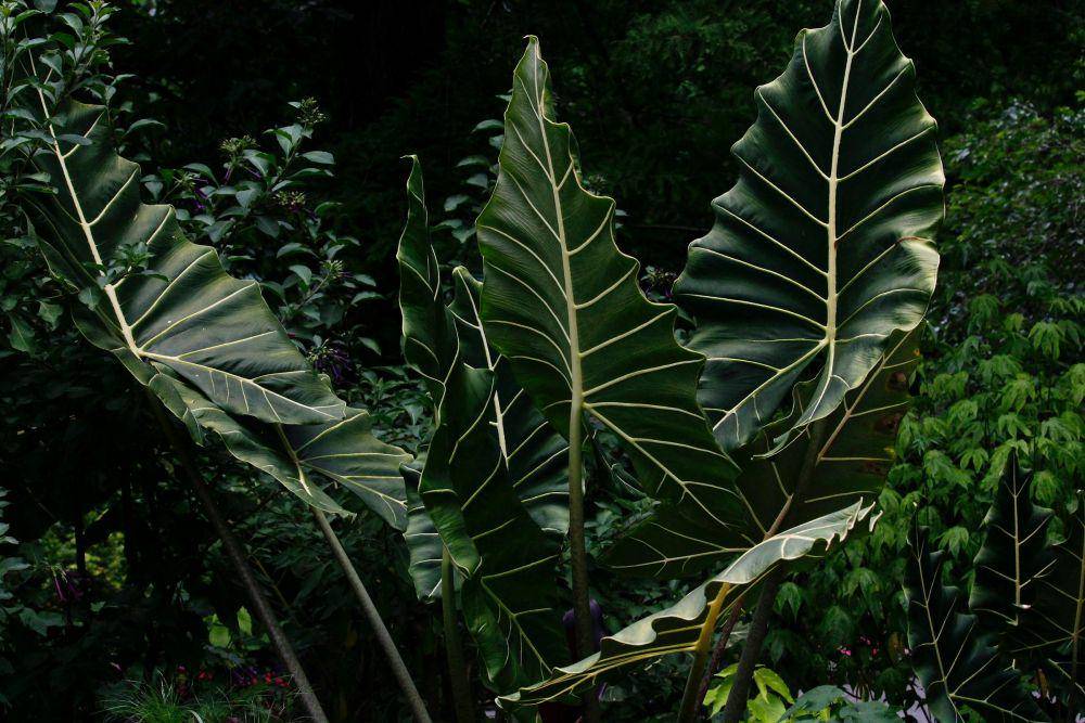 ilustrasi tanaman alocasia (unsplash.com/Kendra Young)
