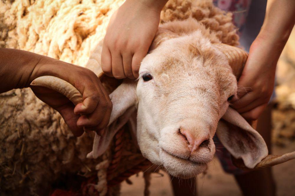 Permintaan Kambing di Tabanan Meningkat Menjelang Idul Adha