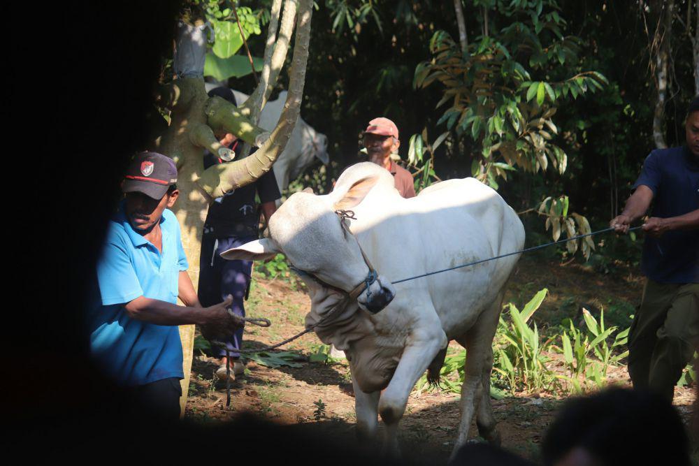 Presiden Prabowo Kurbankan 30 Ekor Sapi di NTT
