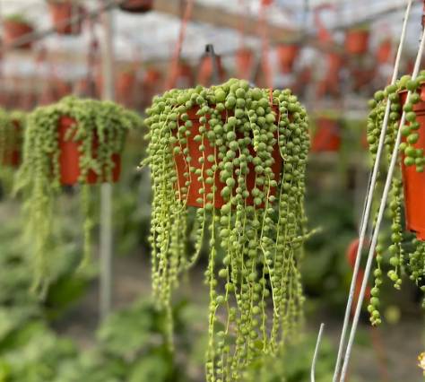 ilustrasi tanaman string of pearls (etsy.com/GardenStarterPlants)