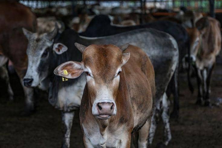 Sapi Menghadap Kamera (https://pin.it/4w88rBtKQ)