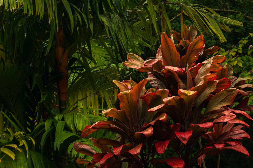 ilustrasi tanaman cordyline (pexels.com/Anthony Brown)