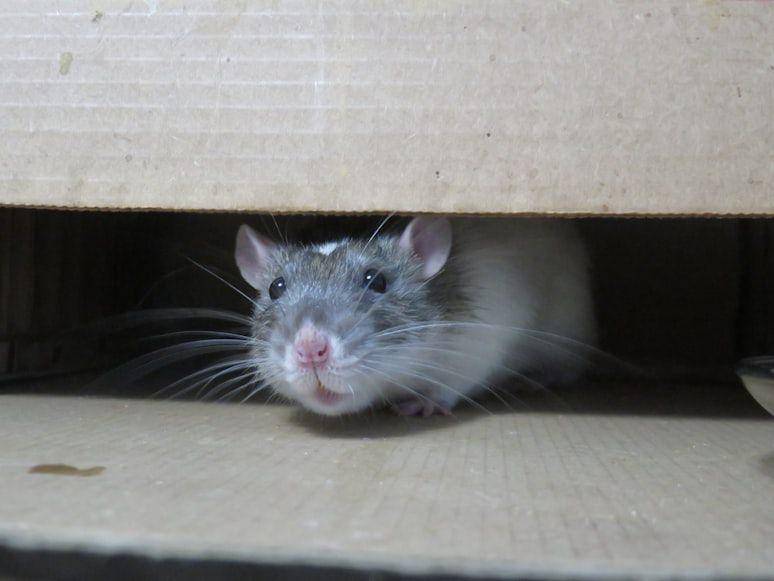 Ilustrasi tikus di kardus bekas (unsplash.com/slyfox photography)