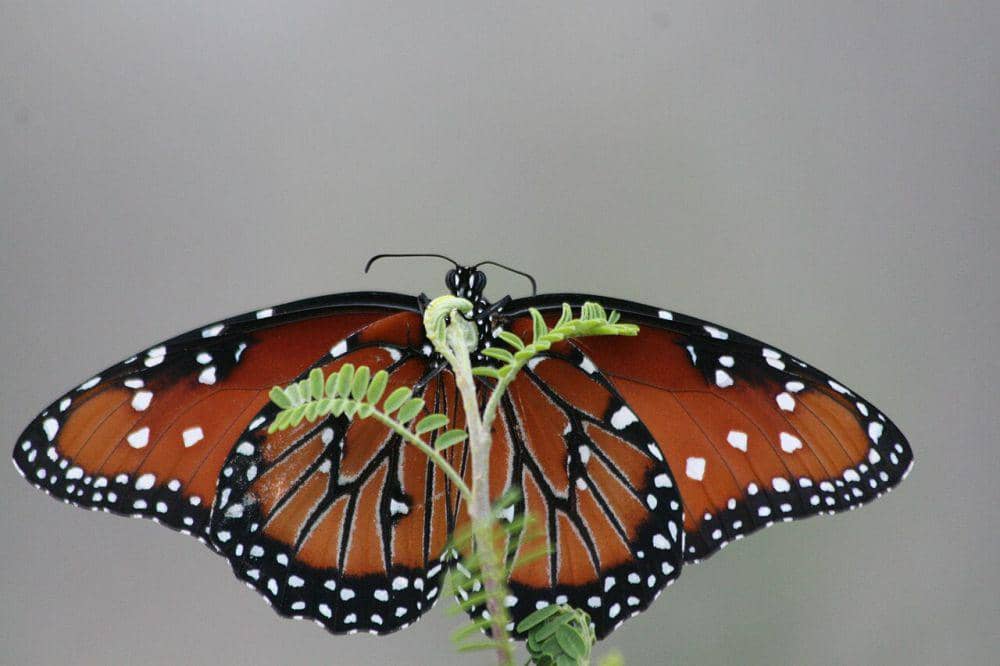 Kupu-kupu ratu (commons.wikimedia.org/Anne Toal)