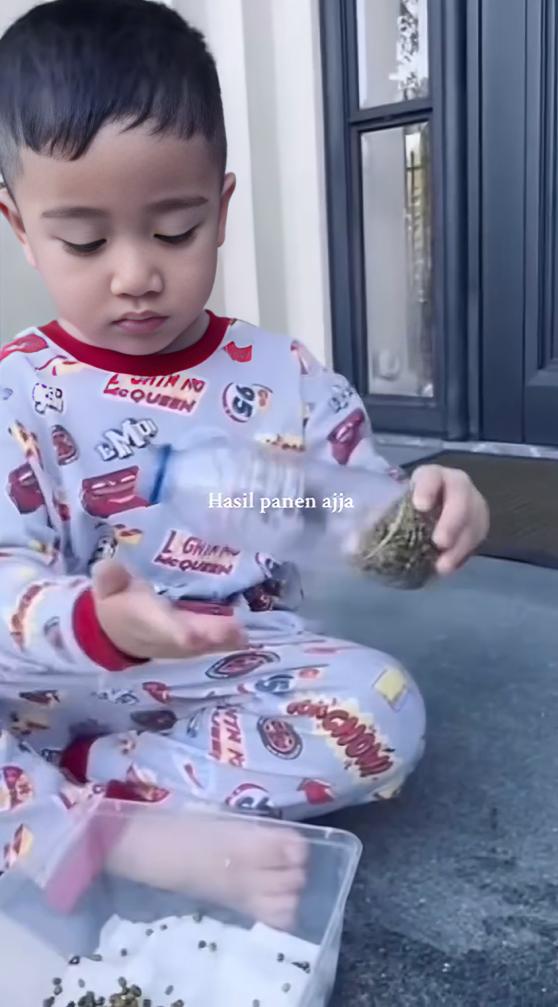 Cipung belajar menanam (instagram.com/videoladygigi)