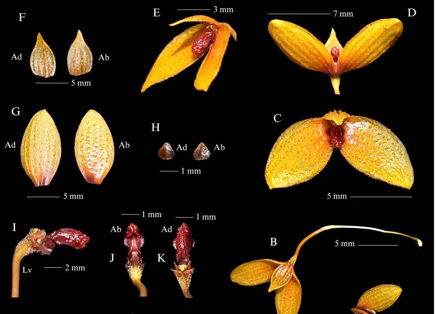 penampakan bunga spesies baru anggrek (Phytotaxa/Yuda R Yudistira)