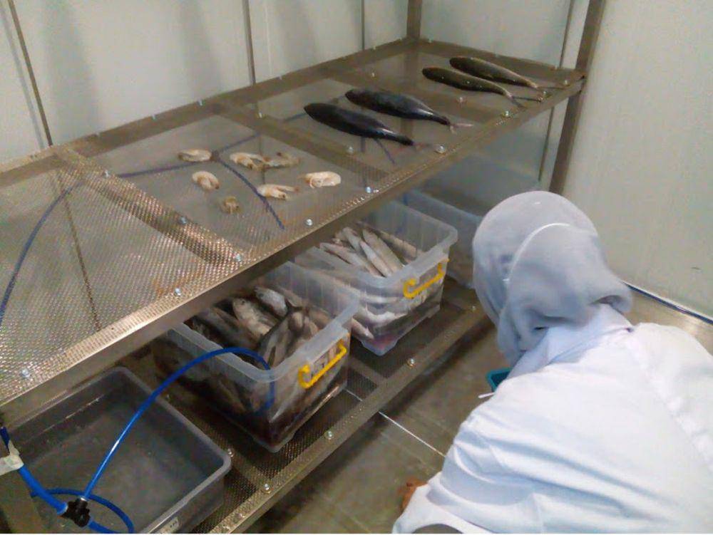 Melalui teknologi bernama Box O’Fish (Box Storage Ozone for Fish) karya Peneliti Universitas Diponegoro (Undip) Semarang, Prof. Muhammad Nur, DEA, nelayan bisa menyimpan ikan hasil tangkapan lebih lama. (dok. Undip)