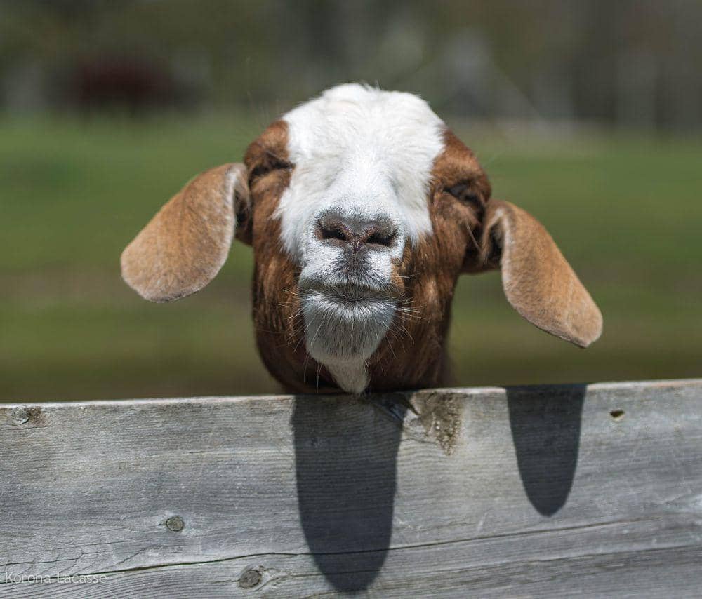Kambing boer (commons.wikimedia.org/Korona Lacasse)