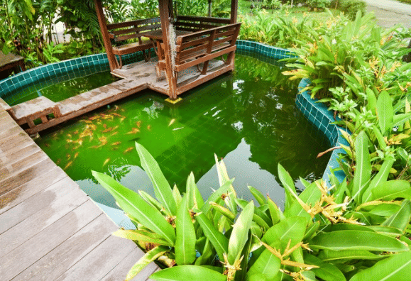 ilustrasi kolam (freepik.com/eyeem