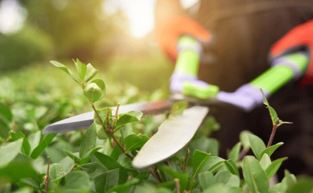 ilustrasi gunting tanaman (freepik.com/eyeem