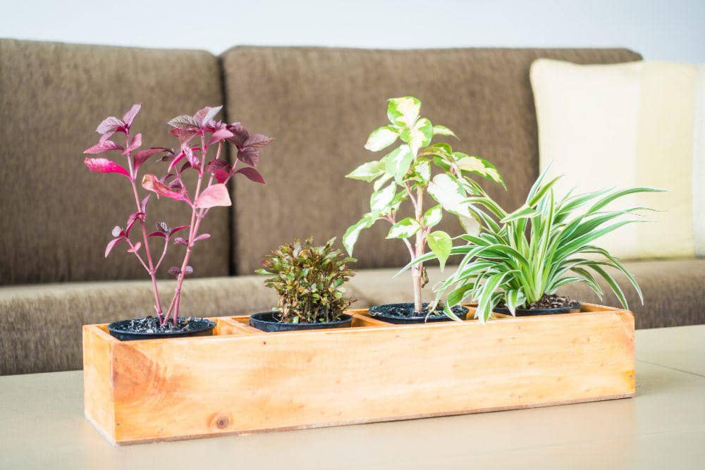 ilustrasi tanaman mini garden