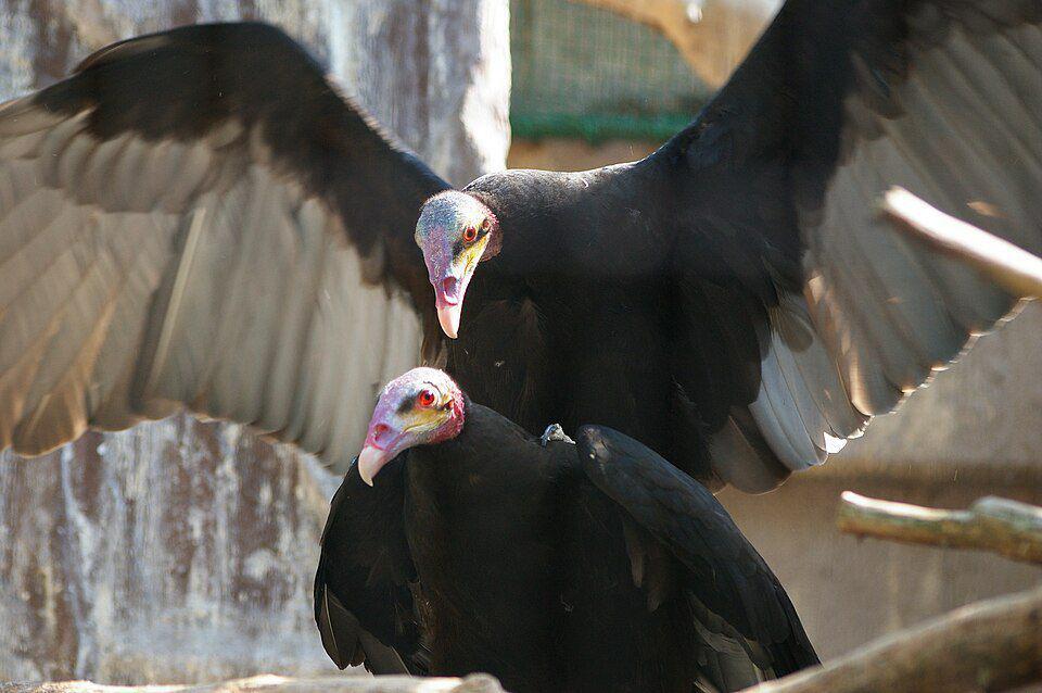 pasangan hering sabana di Kebun Binatang Tennoji, Jepang (commons.wikimedia.org/pelican)