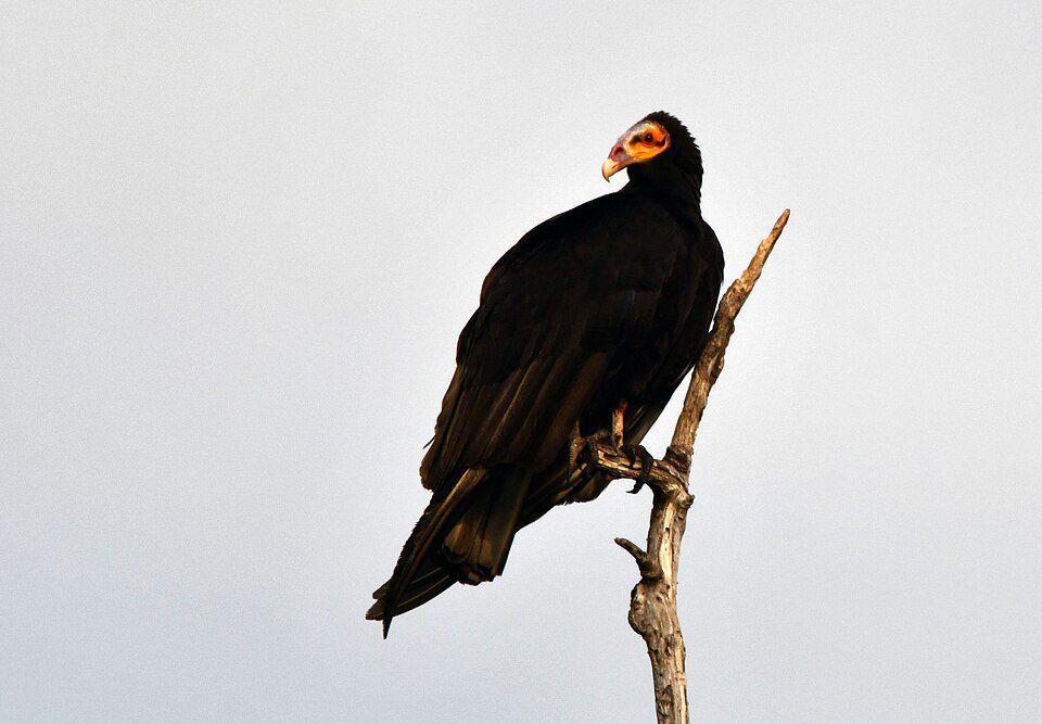 Hering sabana punya peta persebaran yang luas dan terbilang adaptif pada berbagai jenis habitat. (commons.wikimedia.org/Vincent A. Vos)