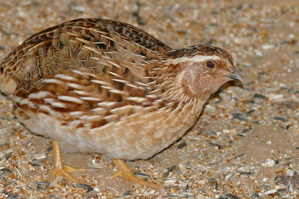 Burung puyuh (commons.wikimedia.org/Bernard DUPONT)