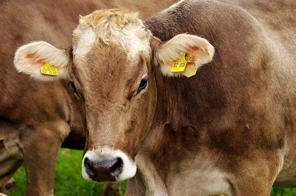 Prabowo Beli Tiga Sapi Peternak di Bandung untuk Kurban