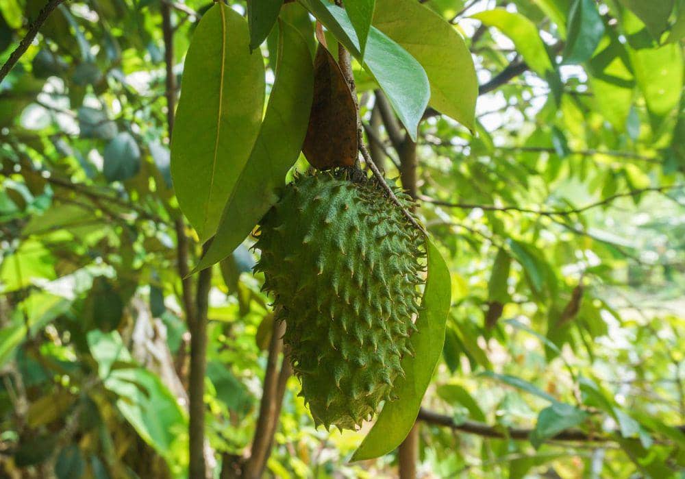 tanaman buah yang cocok dipadukan dengan sayur di halaman sempit