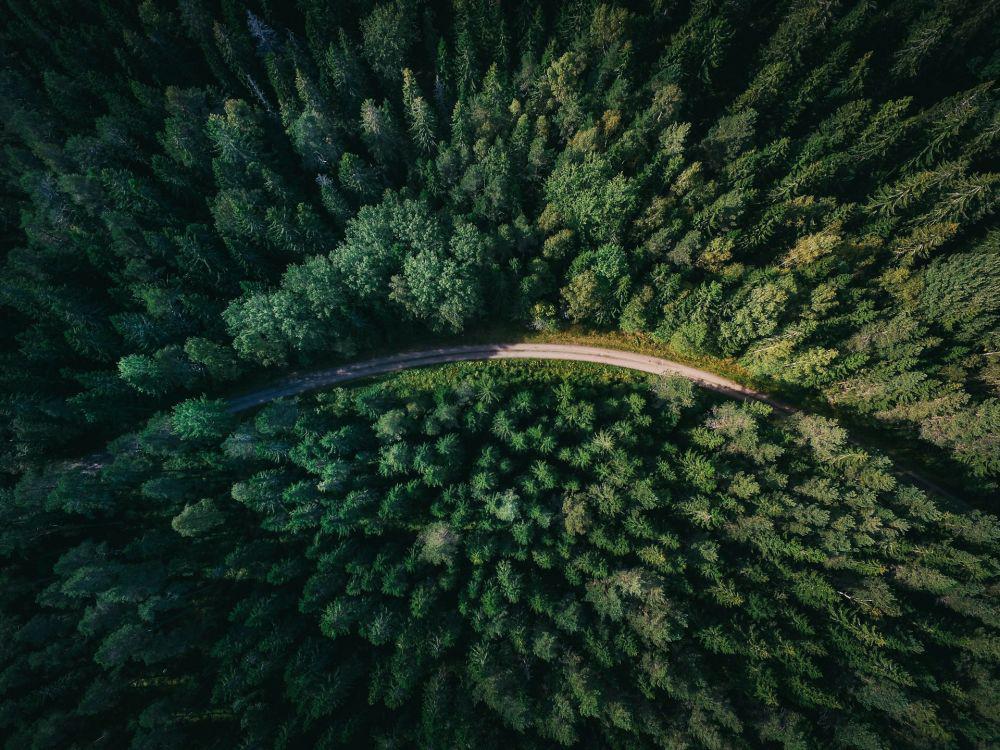 ilustrasi hutan (unsplash.com/Geranimo)