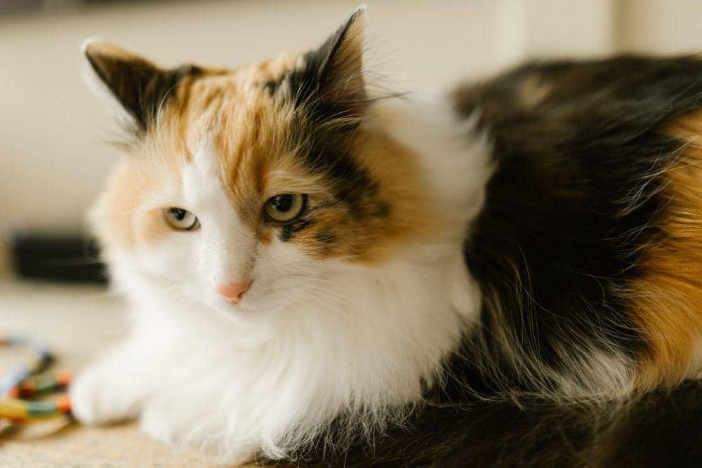 ilustrasi kucing calico (pexels.com/RDNE Stock project)