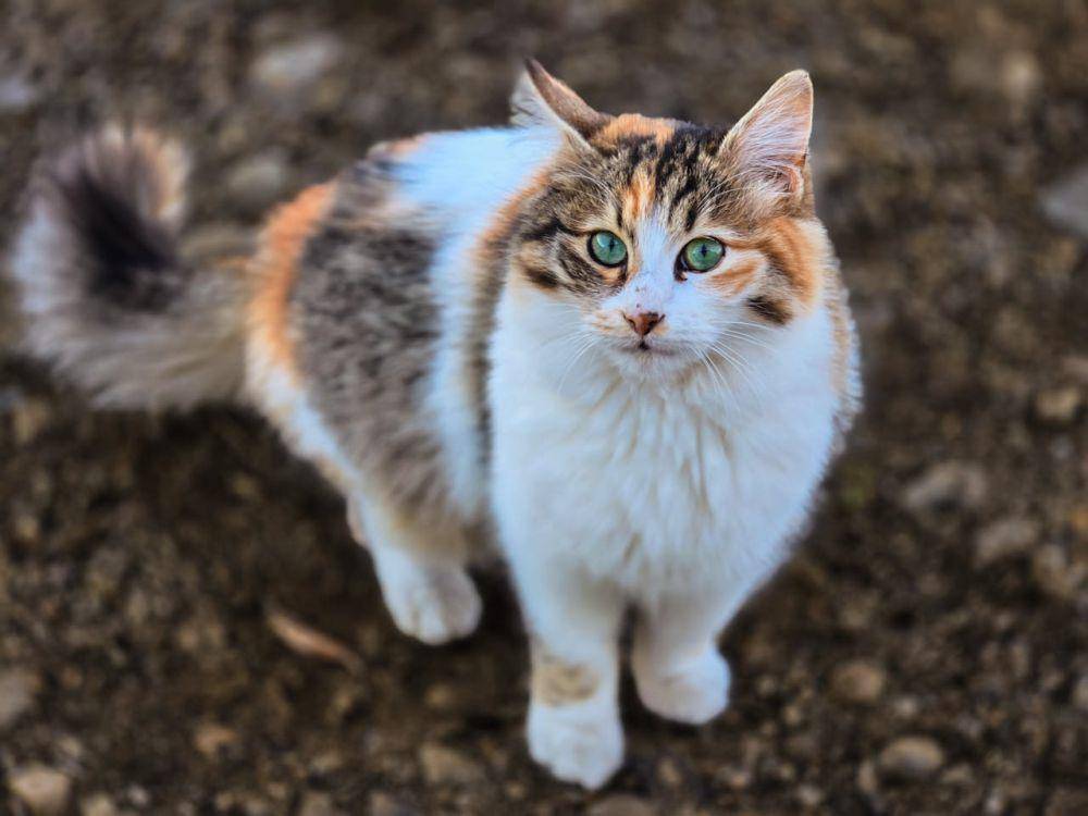 ilustrasi kucing calico (pexels.com/photographystory)