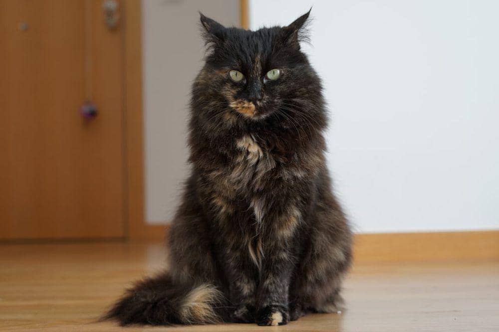 ilustrasi kucing tortoiseshell (pexels.com/CRIS G)