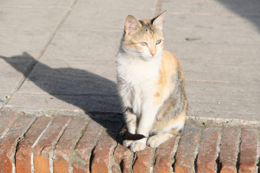 Apakah Kucing Bisa Kepanasan