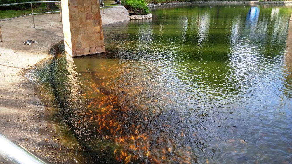 ikan-ikan di Taman Ayodya (dok.pribadi/Gusti Nur Iwari)