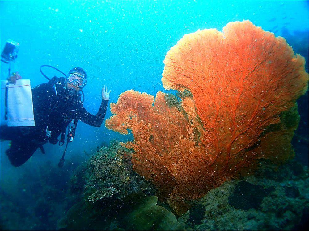 Sebelum 'Surga' di Pulau Poto Hilang Akibat PSN