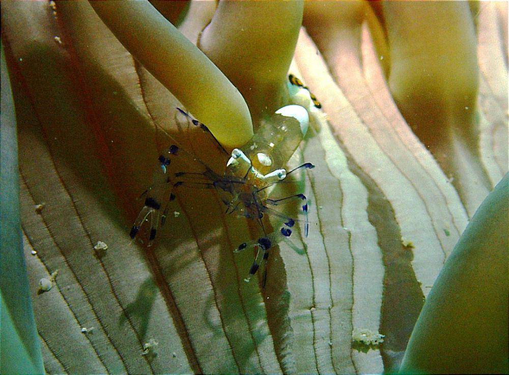 Salah satu biota laut di perairan Pulau Poto, Bintan, Kepulauan Riau (Dok: Mustakim)