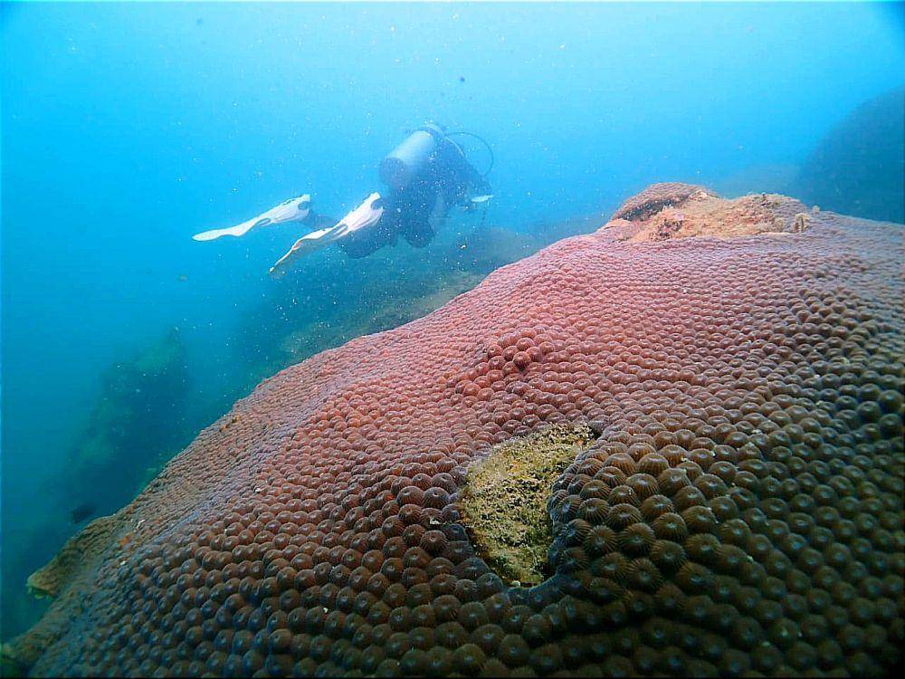 Para penyelam saat melakukan penilaian di sekitar perairan Pulau Poto, Bintan, Kepulauan Riau (Dok: Tim Penyelam)