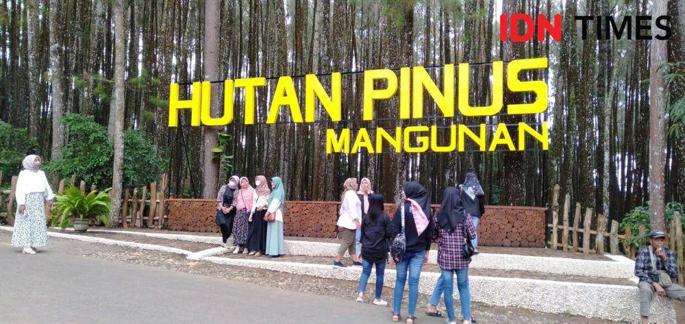 Hutan Pinus Mangunan Dlingo.(IDN Times/Daruwaskita)