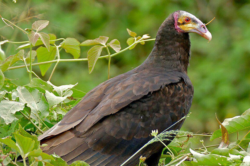 Indra penciuman hering sabana sangat tajam, sebuah kemampuan yang langka pada spesies burung. (commons.wikimedia.org/Bernard DUPONT)