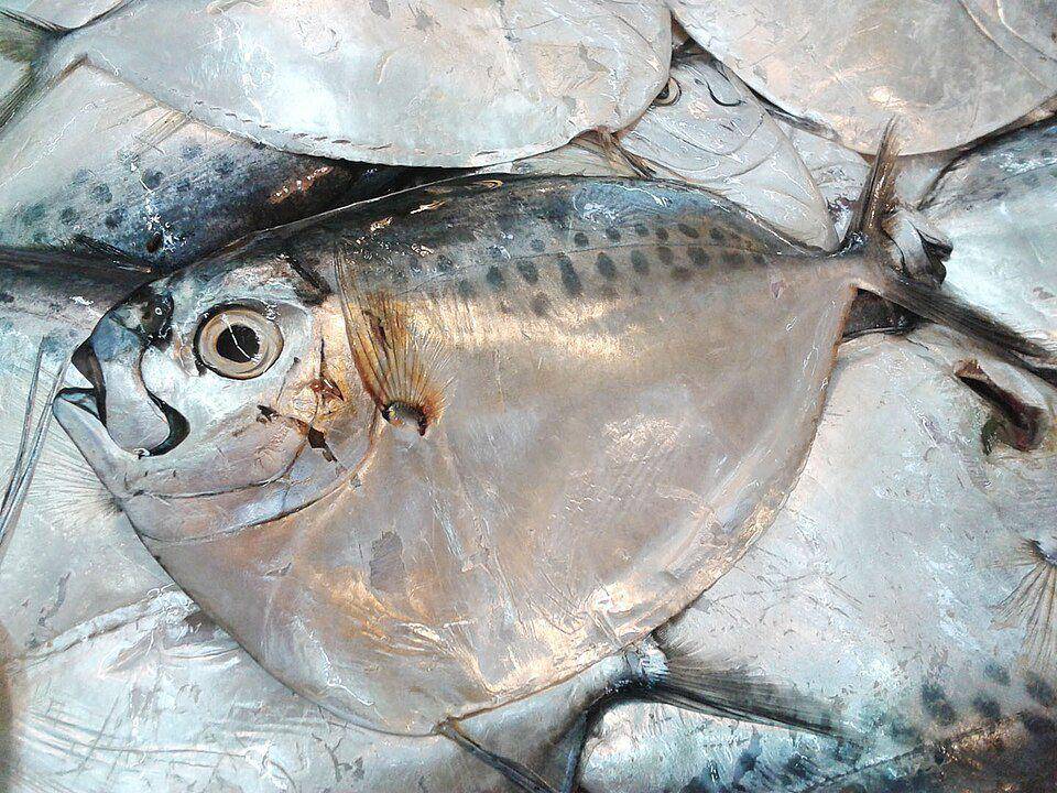 ilustrasi ikan etem (commons.wikimedia.org/Shrumster)