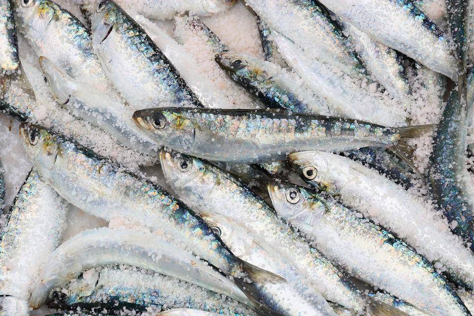 ilustrasi ikan lemuru (pixabay.com)