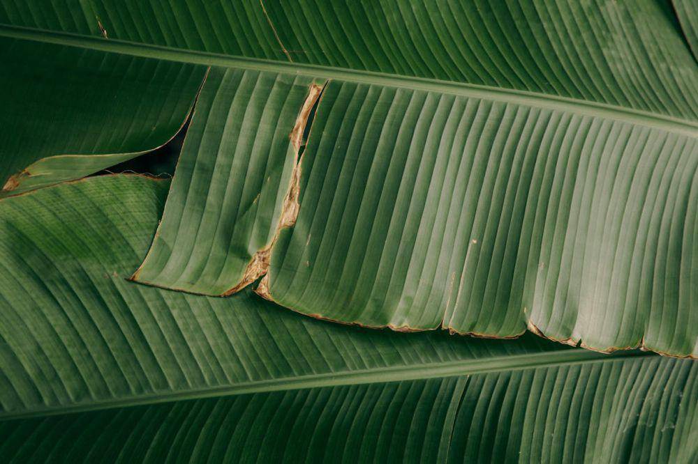 ilustrasi daun pisang (pexels.com/Maksim Goncharenok)