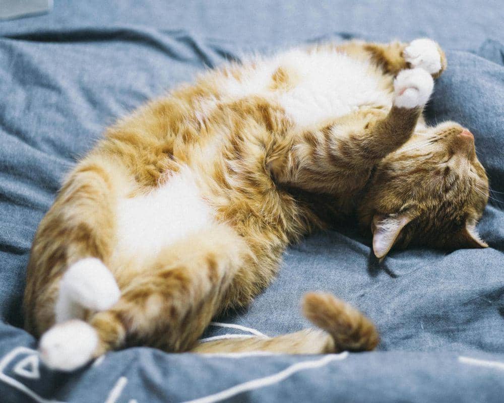 Kucing dikenal sebagai hewan yang suka tidur (pexels.com/Peng Louis)