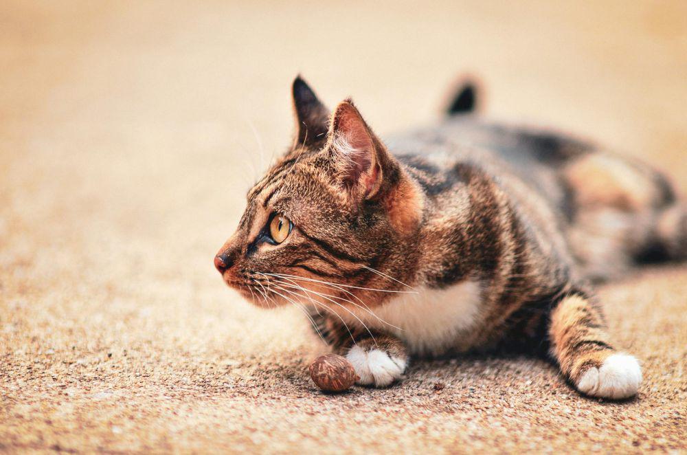 pendengaran kucing sangat luar biasa (pexels.com/Brixiv)