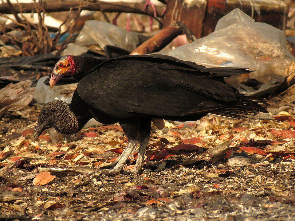 hering sabana yang sedang bersama hering hitam (commons.wikimedia.org/Katja Schulz)