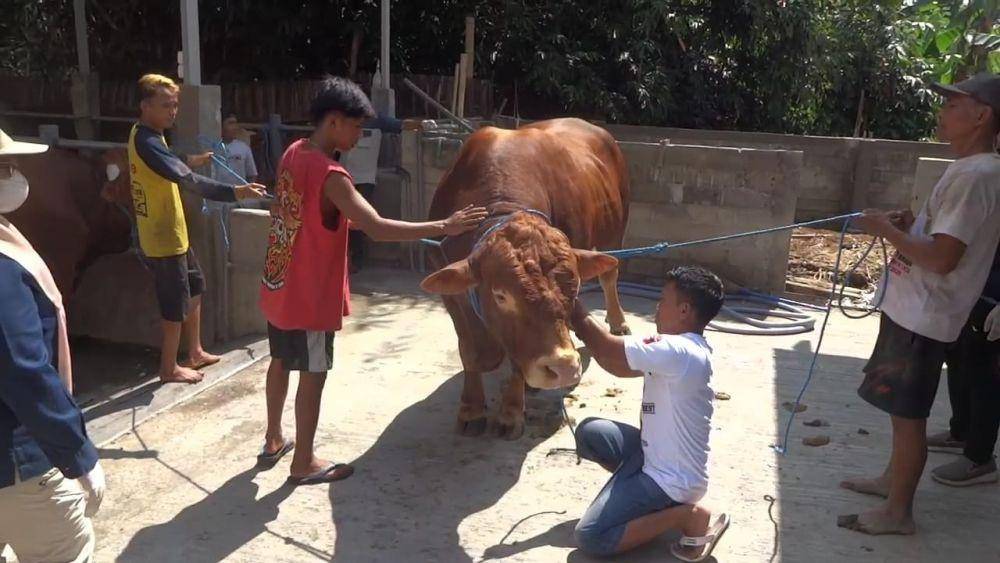Sapi Bejo milik peternak di Tulungagung yang dibeli Prabowo Subianto. IDN Times/ Bramanta Pamungkas
