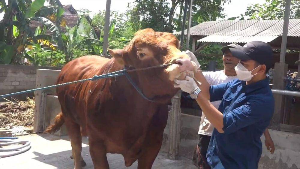 Sapi Bejo milik peternak di Tulungagung yang dibeli Prabowo Subianto. IDN Times/ Bramanta Pamungkas
