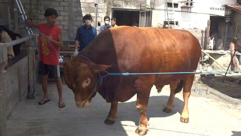 Sapi Kurban Presiden Prabowo di Tulungagung Seharga Rp99,5 juta