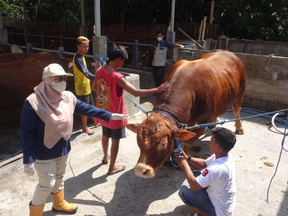 Sapi Bejo milik peternak di Tulungagung yang dibeli Prabowo Subianto. IDN Times/ Bramanta Pamungkas