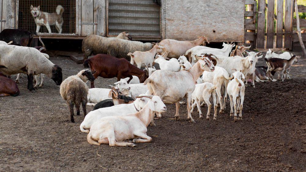 5 Tips Membagi Daging Qurban Tanpa Ribet, Cocok buat Panitia Pemula!
