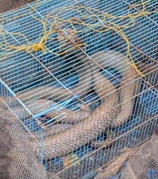 Proses evakuasi ular King Kobra di pemukiman warga Kayuagung. (Dok. Damkar OKI)