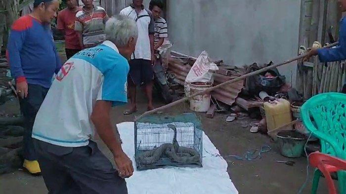 King Kobra 4 Meter Teror Warga Kayuagung, Ditangkap saat Mangsa Ternak