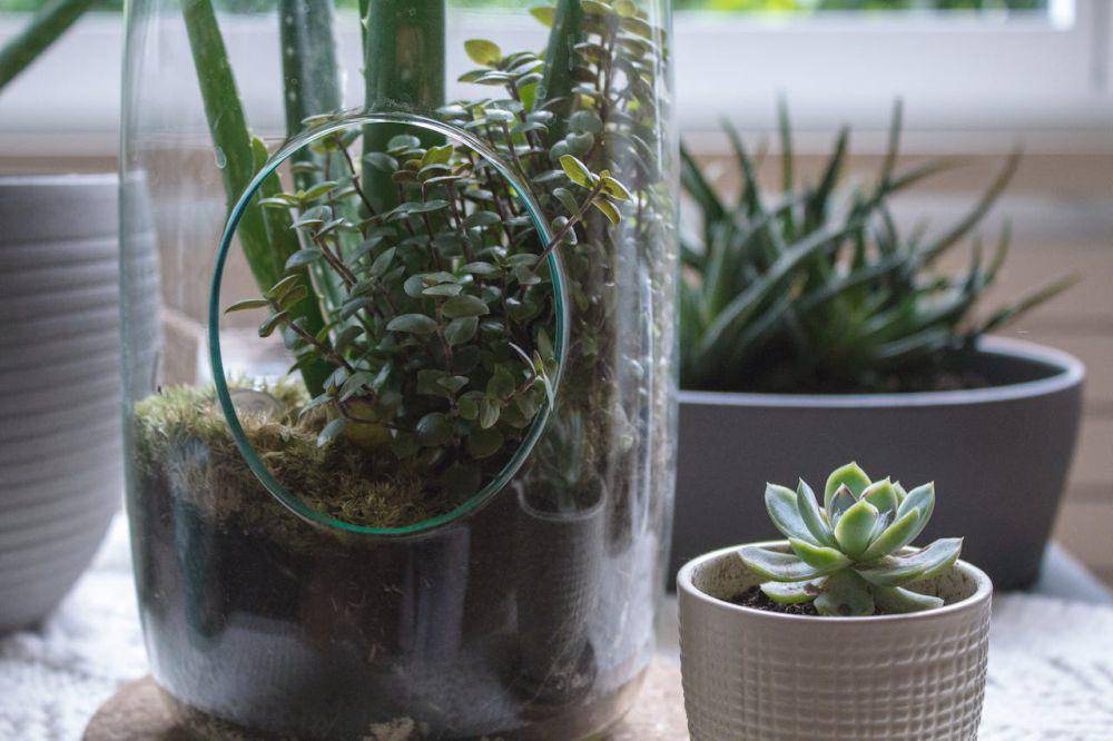 ilustrasi mini garden (pexels.com/Susanna Marsiglia)