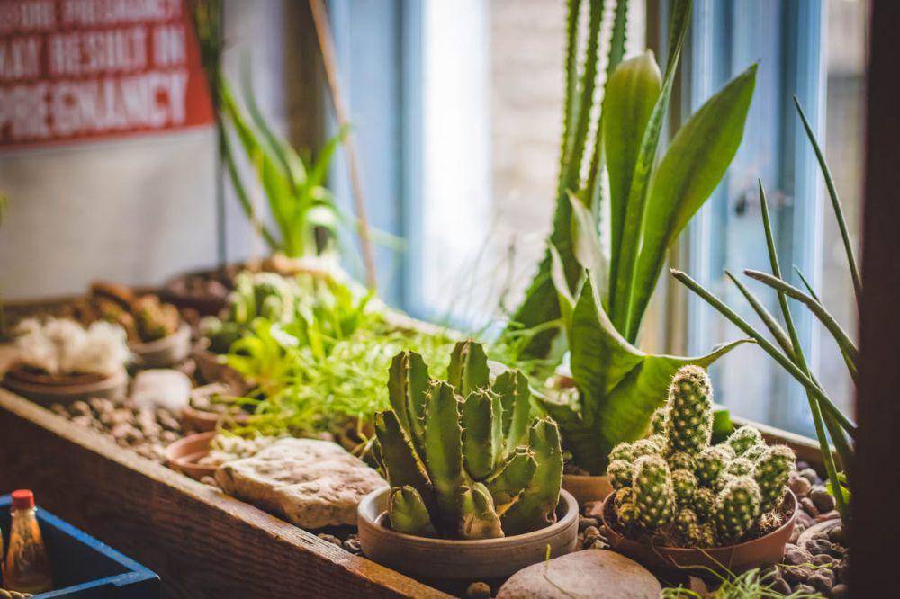ilustrasi mini garden (pexels.com/Valeria Boltneva)