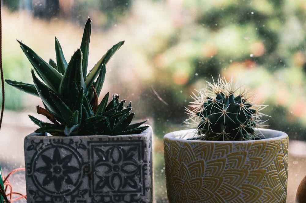 ilustrasi mini garden (pexels.com/Lachlan Ross)