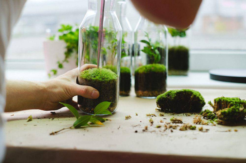ilustrasi mini garden (pexels.com/Anna Shvets)